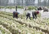 Cina: Hebei, agricoltura specializzata favorisce rivitalizzazione rurale (3)