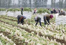 Cina: Hebei, agricoltura specializzata favorisce rivitalizzazione rurale (3)