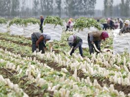 Cina: Hebei, agricoltura specializzata favorisce rivitalizzazione rurale (3)