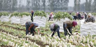 Cina: Hebei, agricoltura specializzata favorisce rivitalizzazione rurale (3)
