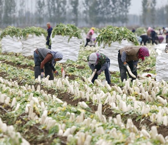 Cina: Hebei, agricoltura specializzata favorisce rivitalizzazione rurale (3)