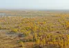 Cina: nello Xinjiang tutela degli ecosistemi e della biodiversità (2)
