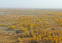 Cina: nello Xinjiang tutela degli ecosistemi e della biodiversità (2)