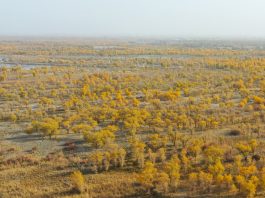Cina: nello Xinjiang tutela degli ecosistemi e della biodiversità (2)