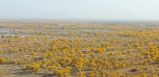 Cina: nello Xinjiang tutela degli ecosistemi e della biodiversità (2)