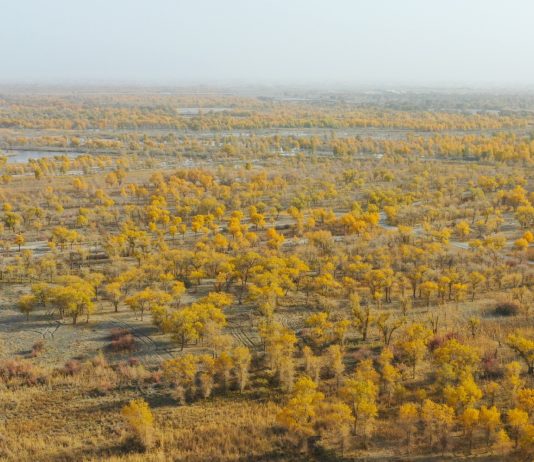 Cina: nello Xinjiang tutela degli ecosistemi e della biodiversità (2)
