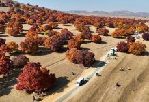 Cina: Mongolia Interna, al via stagione di turismo culturale dedicato agli aceri (3)