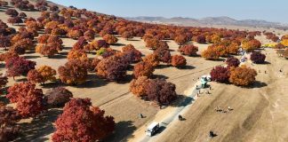 Cina: Mongolia Interna, al via stagione di turismo culturale dedicato agli aceri (3)