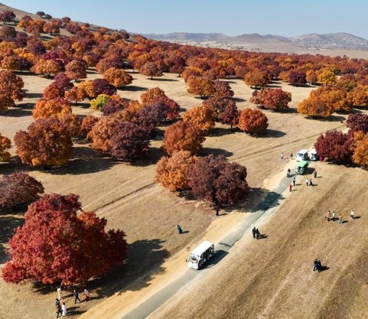 Cina: Mongolia Interna, al via stagione di turismo culturale dedicato agli aceri (3)
