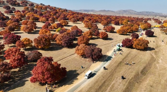 Cina: Mongolia Interna, al via stagione di turismo culturale dedicato agli aceri (3)
