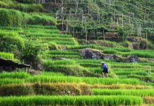 Cina: villaggio di Longji integra patrimonio culturale e turismo (1)