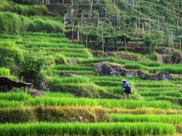 Cina: villaggio di Longji integra patrimonio culturale e turismo (1)