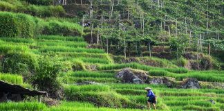 Cina: villaggio di Longji integra patrimonio culturale e turismo (1)