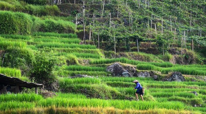 Cina: villaggio di Longji integra patrimonio culturale e turismo (1)