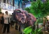 Cina: a Pechino la première del documentario “The Elephant Odyssey” (2)