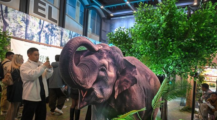 Cina: a Pechino la première del documentario “The Elephant Odyssey” (2)