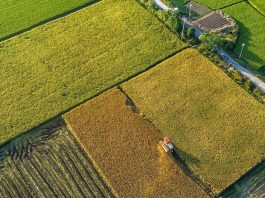 Cina: raccolta autunnale del riso nei campi (2)