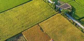 Cina: raccolta autunnale del riso nei campi (2)