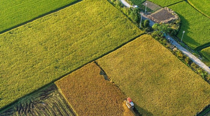 Cina: raccolta autunnale del riso nei campi (2)