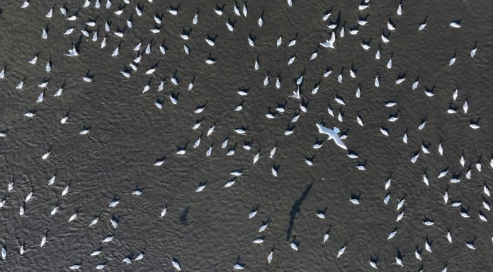 Cina: uccelli migratori nello Heilongjiang (2)