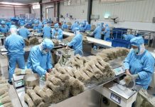 Cina: Lulong, filiera delle patate dolci aumenta i redditi degli agricoltori (2)
