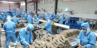 Cina: Lulong, filiera delle patate dolci aumenta i redditi degli agricoltori (2)