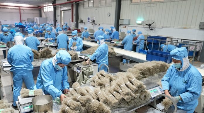 Cina: Lulong, filiera delle patate dolci aumenta i redditi degli agricoltori (2)