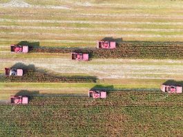 Cina: lavori autunnali nei campi per una produzione cerealicola stabile (1)