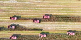 Cina: lavori autunnali nei campi per una produzione cerealicola stabile (1)