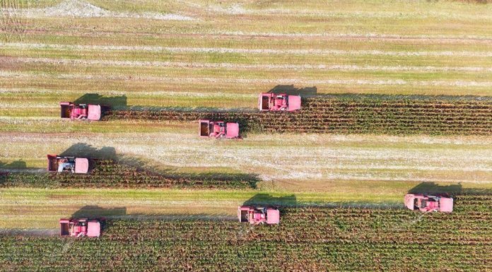 Cina: lavori autunnali nei campi per una produzione cerealicola stabile (1)