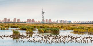 Cina: uccelli migratori nello Heilongjiang (3)