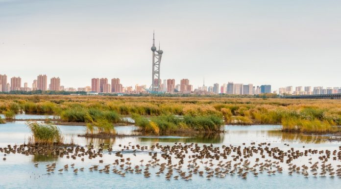 Cina: uccelli migratori nello Heilongjiang (3)