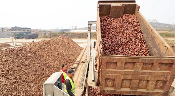 Cina: Lulong, filiera delle patate dolci aumenta i redditi degli agricoltori (3)