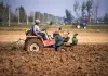 Cina: lavori autunnali nei campi per una produzione cerealicola stabile (2)