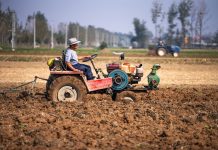 Cina: lavori autunnali nei campi per una produzione cerealicola stabile (2)