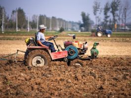 Cina: lavori autunnali nei campi per una produzione cerealicola stabile (2)