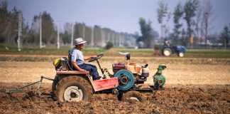 Cina: lavori autunnali nei campi per una produzione cerealicola stabile (2)