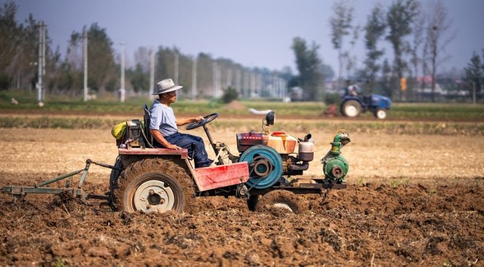 Cina: lavori autunnali nei campi per una produzione cerealicola stabile (2)