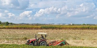 Cina: lavori autunnali nei campi per una produzione cerealicola stabile (3)