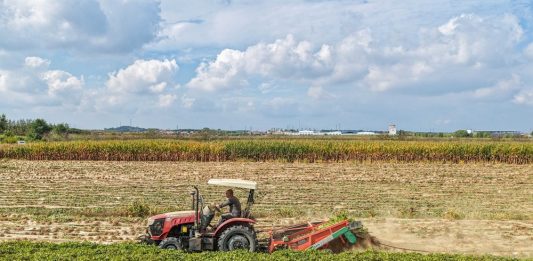 Cina: lavori autunnali nei campi per una produzione cerealicola stabile (3)