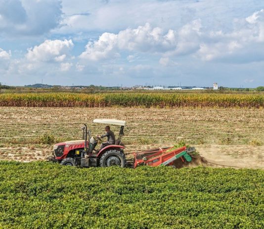 Cina: lavori autunnali nei campi per una produzione cerealicola stabile (3)