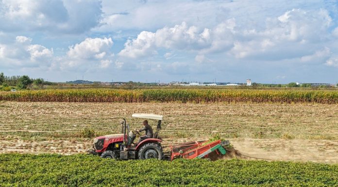 Cina: lavori autunnali nei campi per una produzione cerealicola stabile (3)