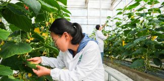 Cina: Anhui, contea di Changfeng promuove sviluppo del settore delle sementi (2)