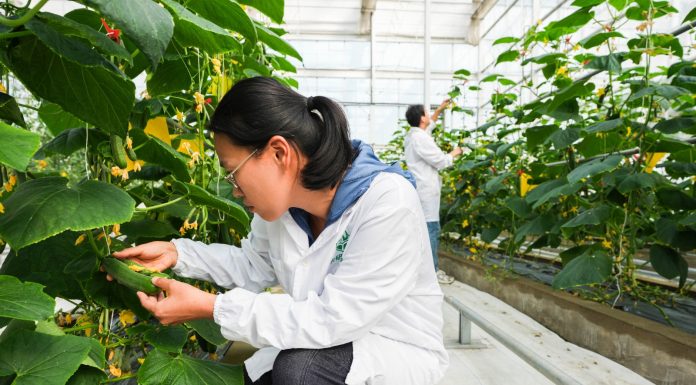 Cina: Anhui, contea di Changfeng promuove sviluppo del settore delle sementi (2)