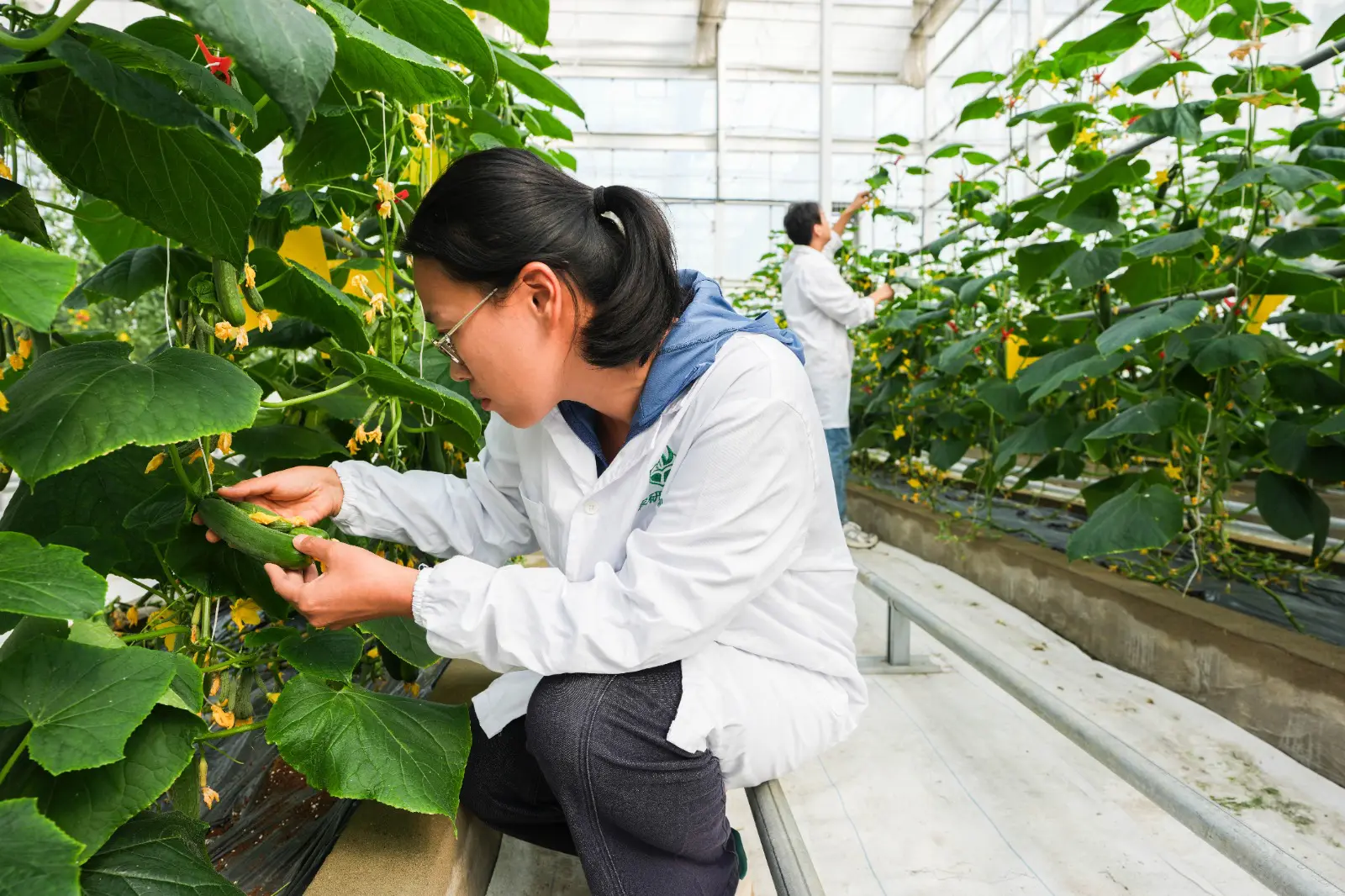 Cina: Anhui, contea di Changfeng promuove sviluppo del settore delle sementi (2)