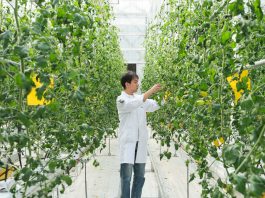 Cina: Anhui, contea di Changfeng promuove sviluppo del settore delle sementi (3)