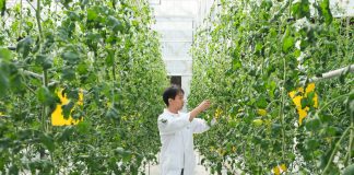 Cina: Anhui, contea di Changfeng promuove sviluppo del settore delle sementi (3)