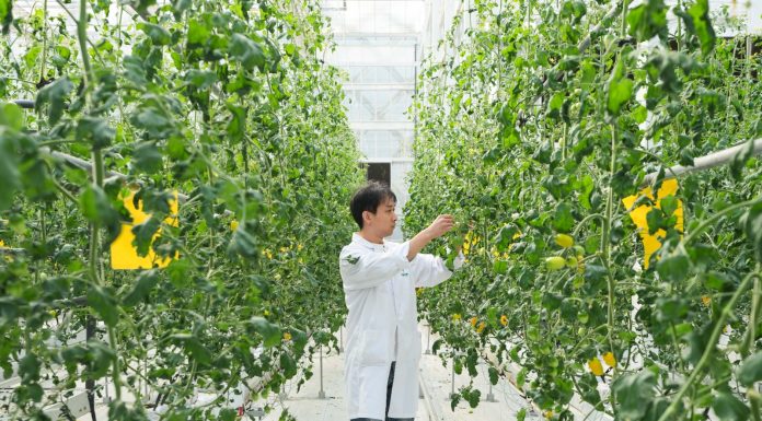 Cina: Anhui, contea di Changfeng promuove sviluppo del settore delle sementi (3)