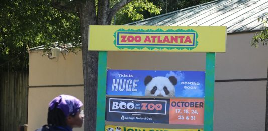 Cina: i panda giganti Ping Ping e Fu Shuang sono arrivati ad Atlanta (1)