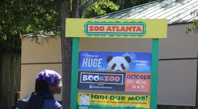 Cina: i panda giganti Ping Ping e Fu Shuang sono arrivati ad Atlanta (1)